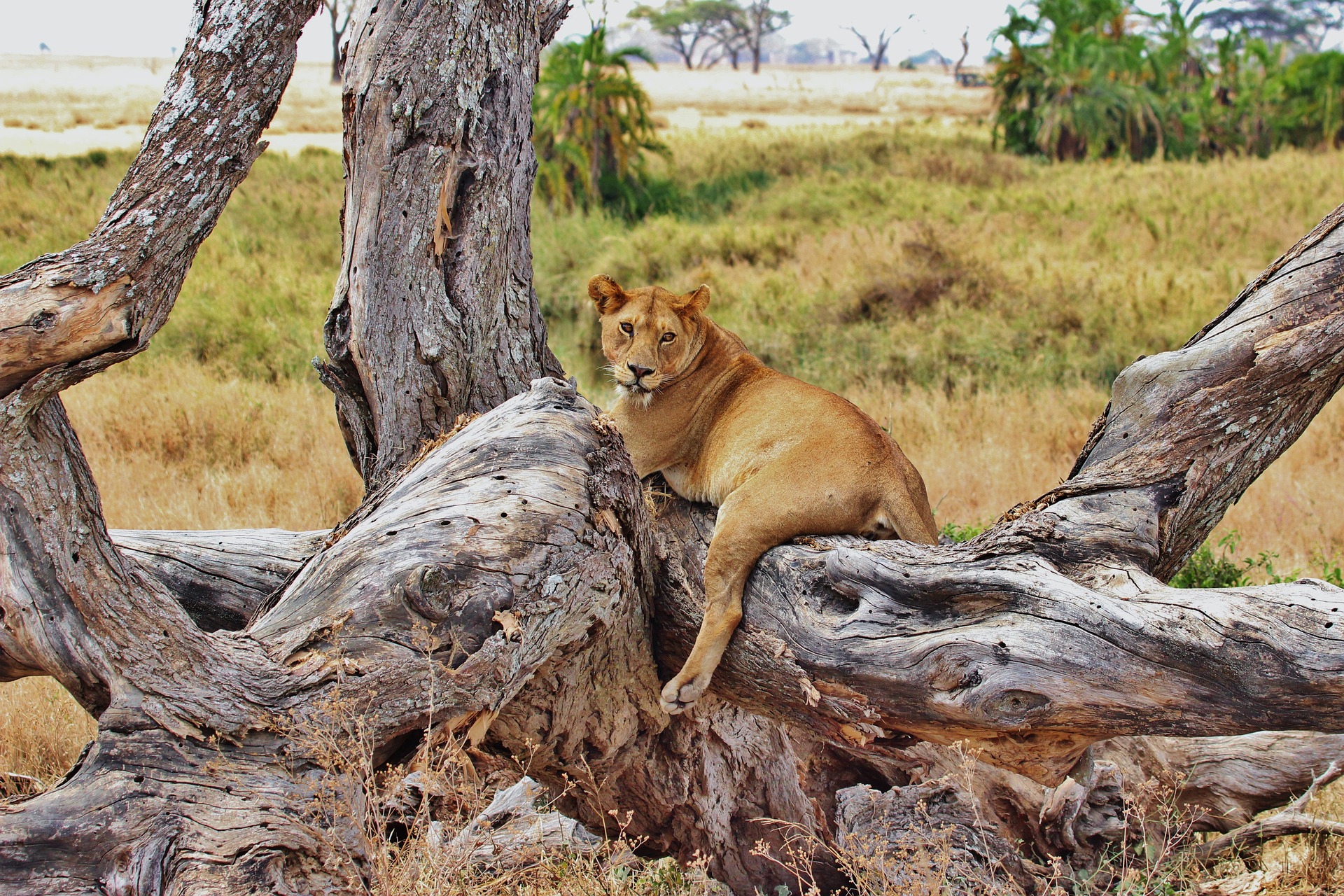 Lake Manyara