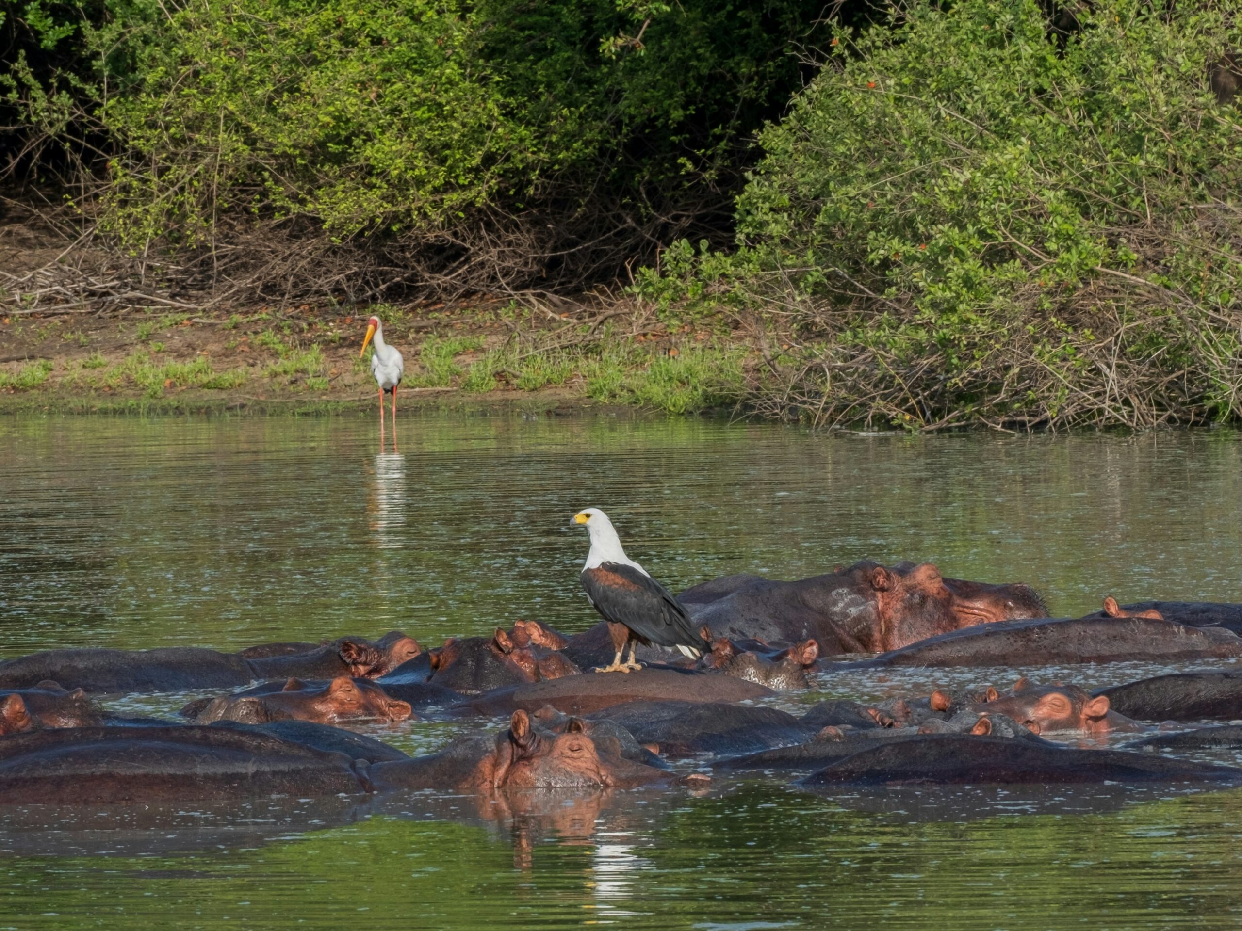 Katavi National Park