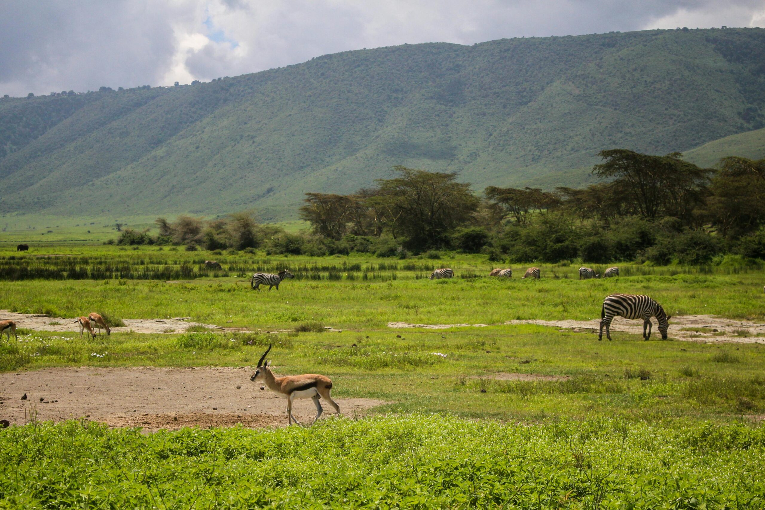 Ngorongoro Crater & Highlands Retreat