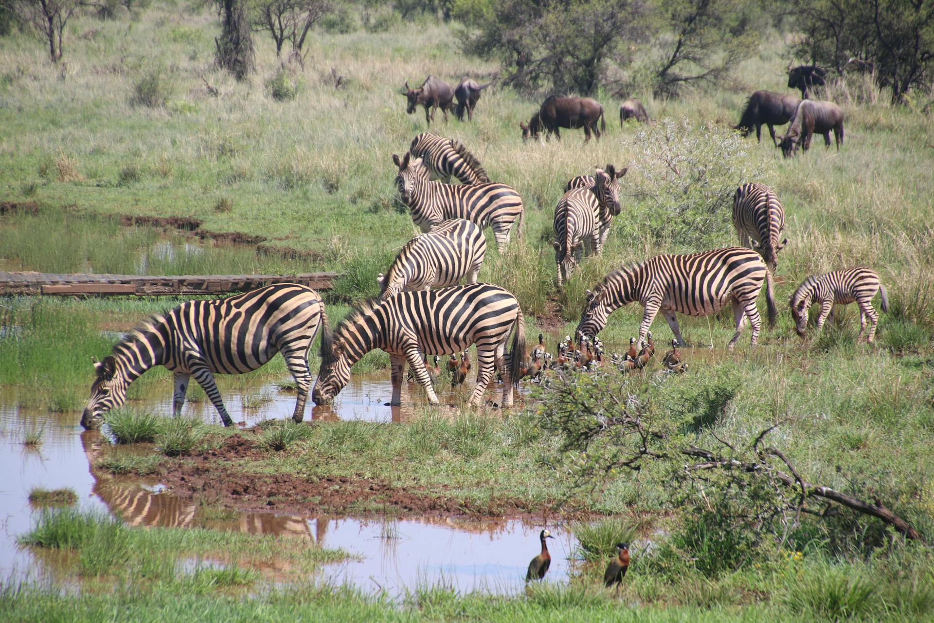 Selous Game Reserve