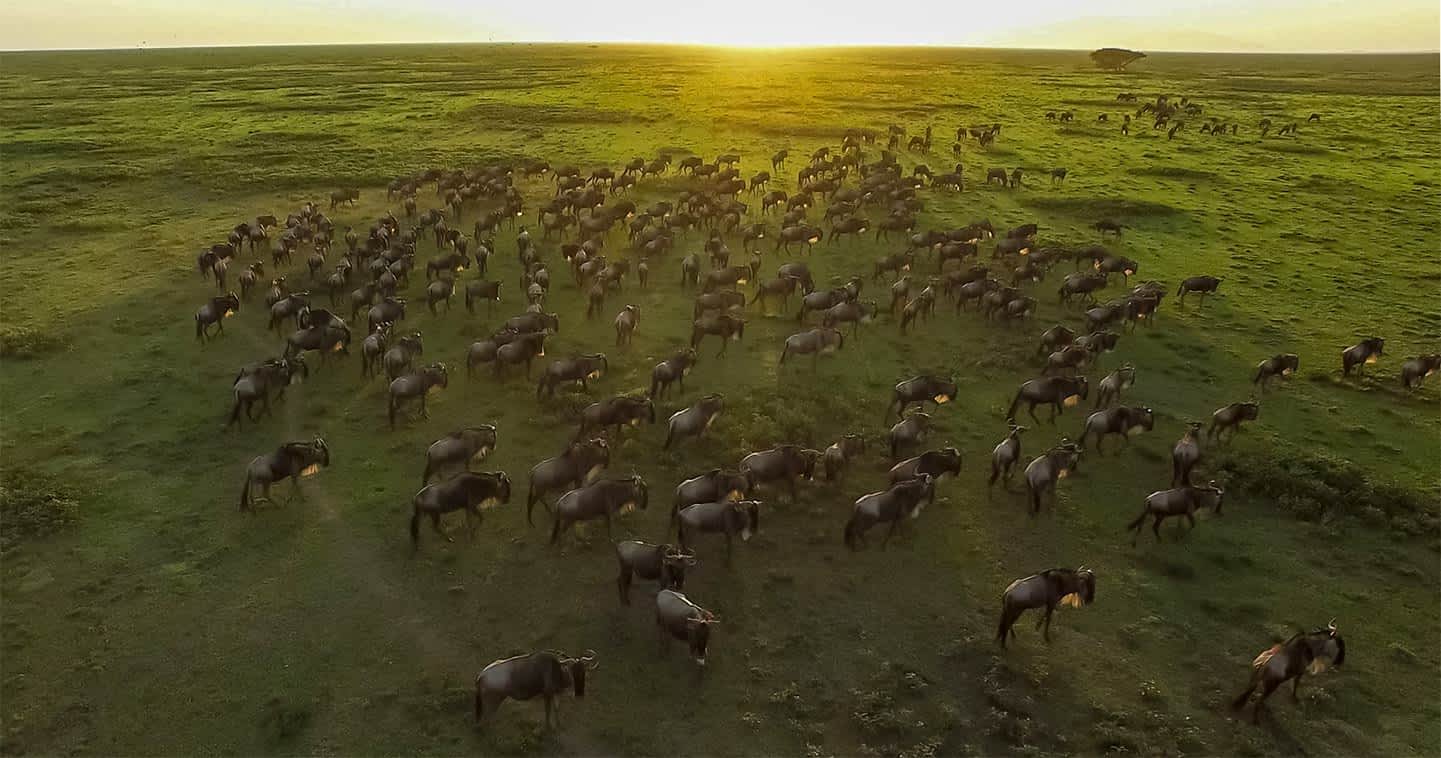 great-migration-serengeti-tanzania