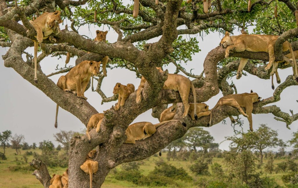 lake manyara tree lion