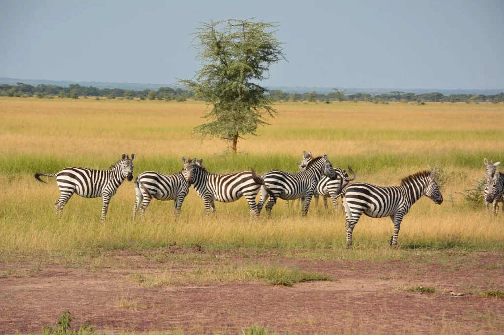 Best Time to Visit Tanzania for Safari