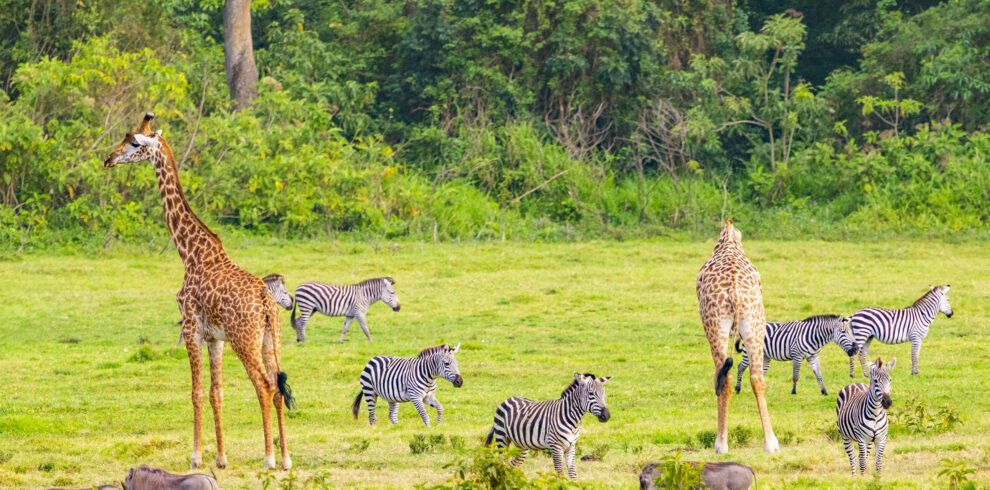 Masai-giraffes-plains-zebras-and-warthogs-in-Arusha-National-Park-Tanzania-1