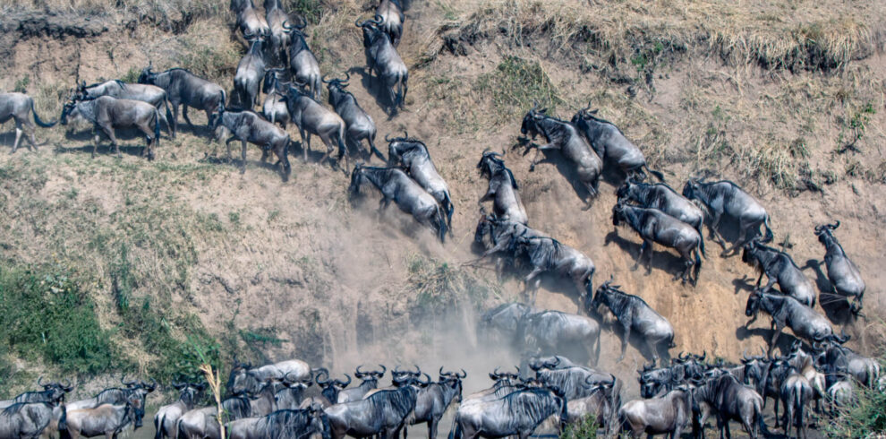 Wildebeest-emerging-from-the-river-Great-migration (1)