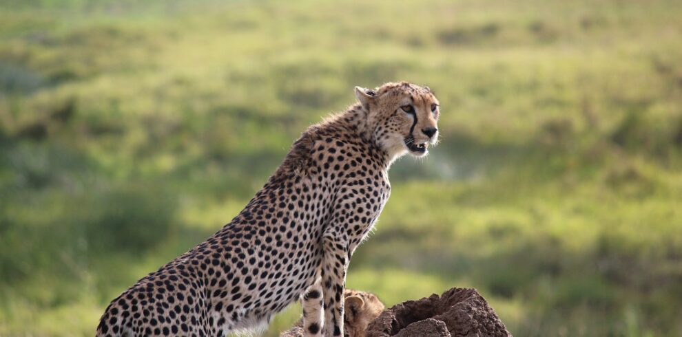 karina-reinevald-wbq3g7tlf0w-unsplash